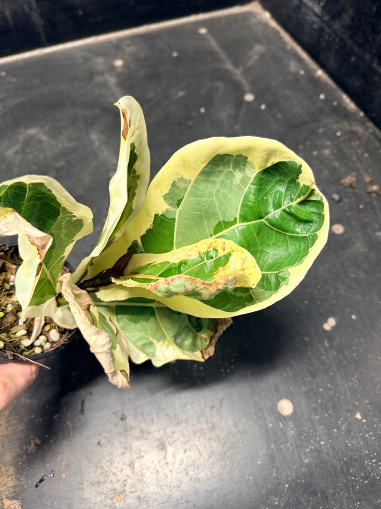 Handpicked 16 - Ficus Lyrata Variegata - 100mm Pot | Uprooted