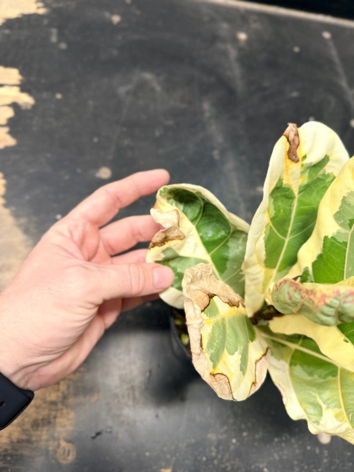 Handpicked 16 - Ficus Lyrata Variegata - 100mm Pot | Uprooted