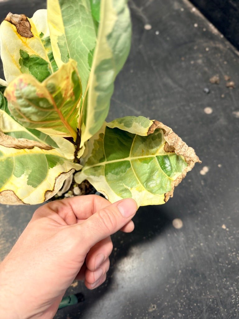 Handpicked 16 - Ficus Lyrata Variegata - 100mm Pot | Uprooted