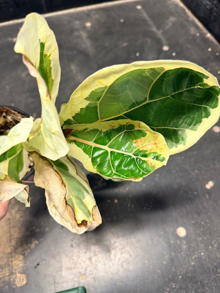 Handpicked 16 - Ficus Lyrata Variegata - 100mm Pot | Uprooted