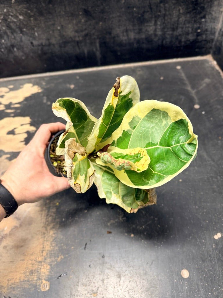 Handpicked 16 - Ficus Lyrata Variegata - 100mm Pot | Uprooted