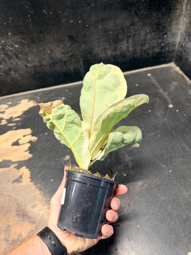 Handpicked 16 - Ficus Lyrata Variegata - 100mm Pot | Uprooted