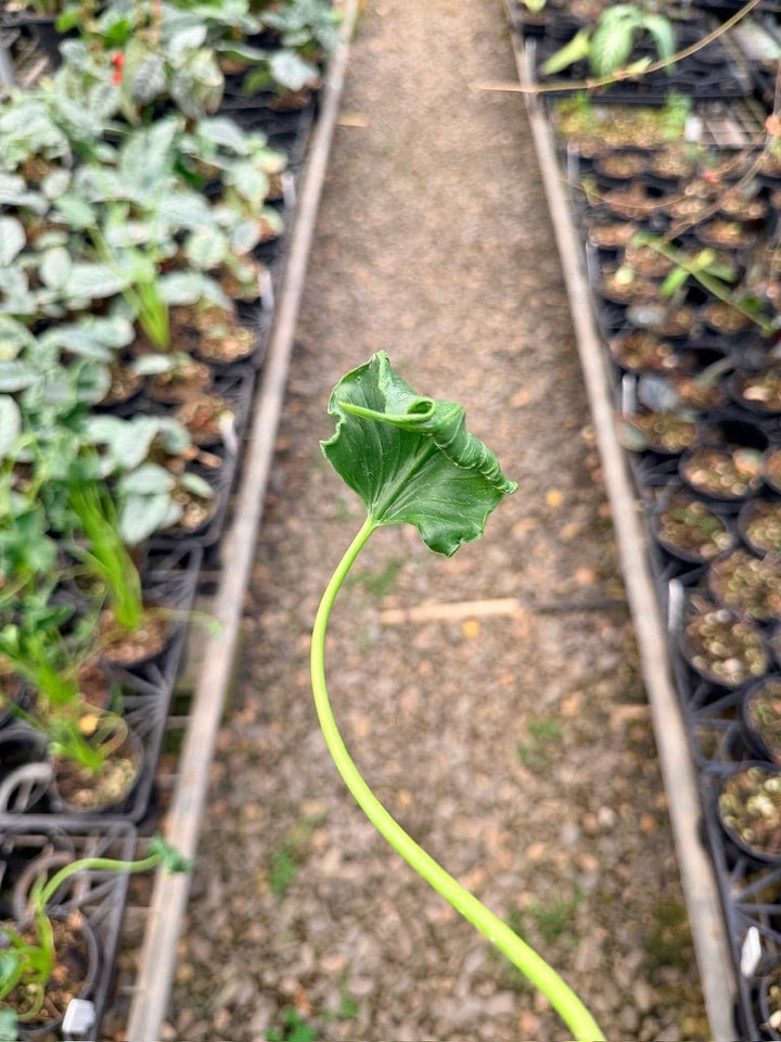 Handpicked 160 - Alocasia Triangularis | Uprooted