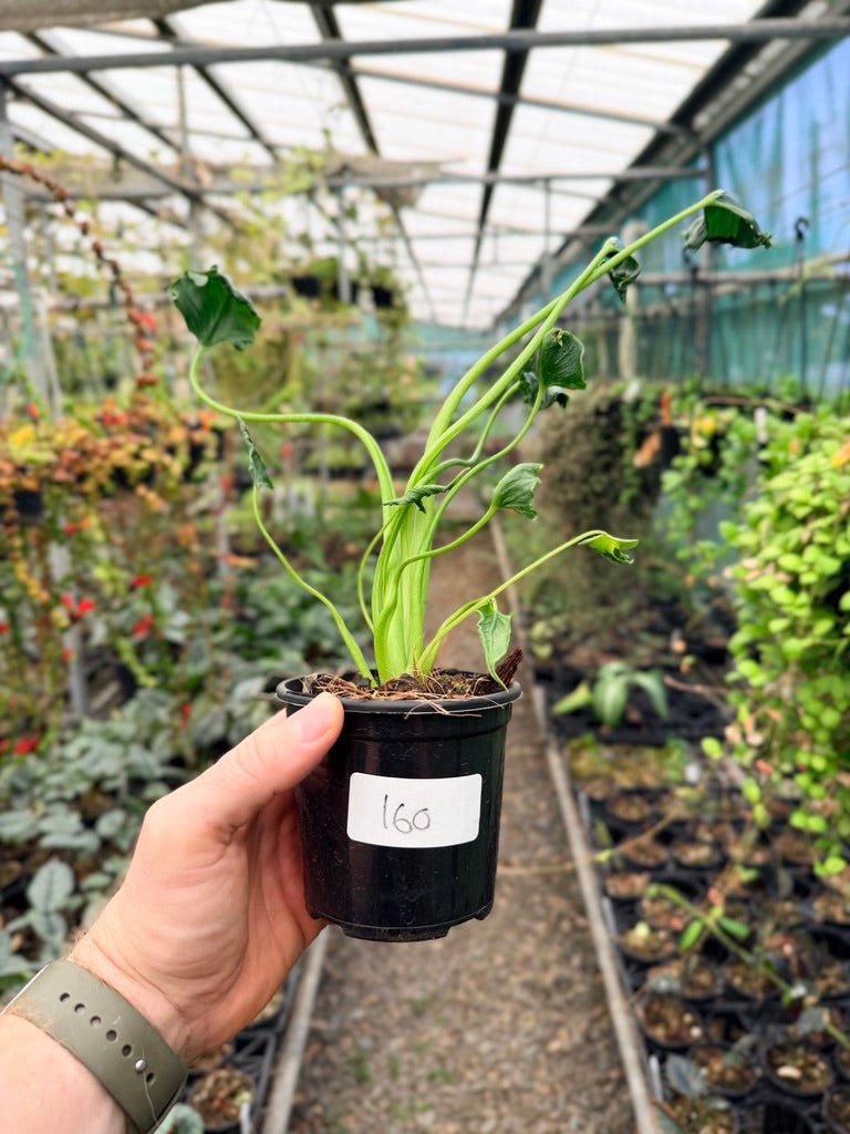 Handpicked 160 - Alocasia Triangularis | Uprooted