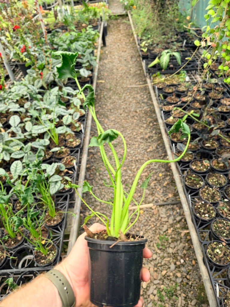 Handpicked 160 - Alocasia Triangularis | Uprooted