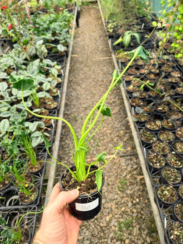 Handpicked 160 - Alocasia Triangularis | Uprooted