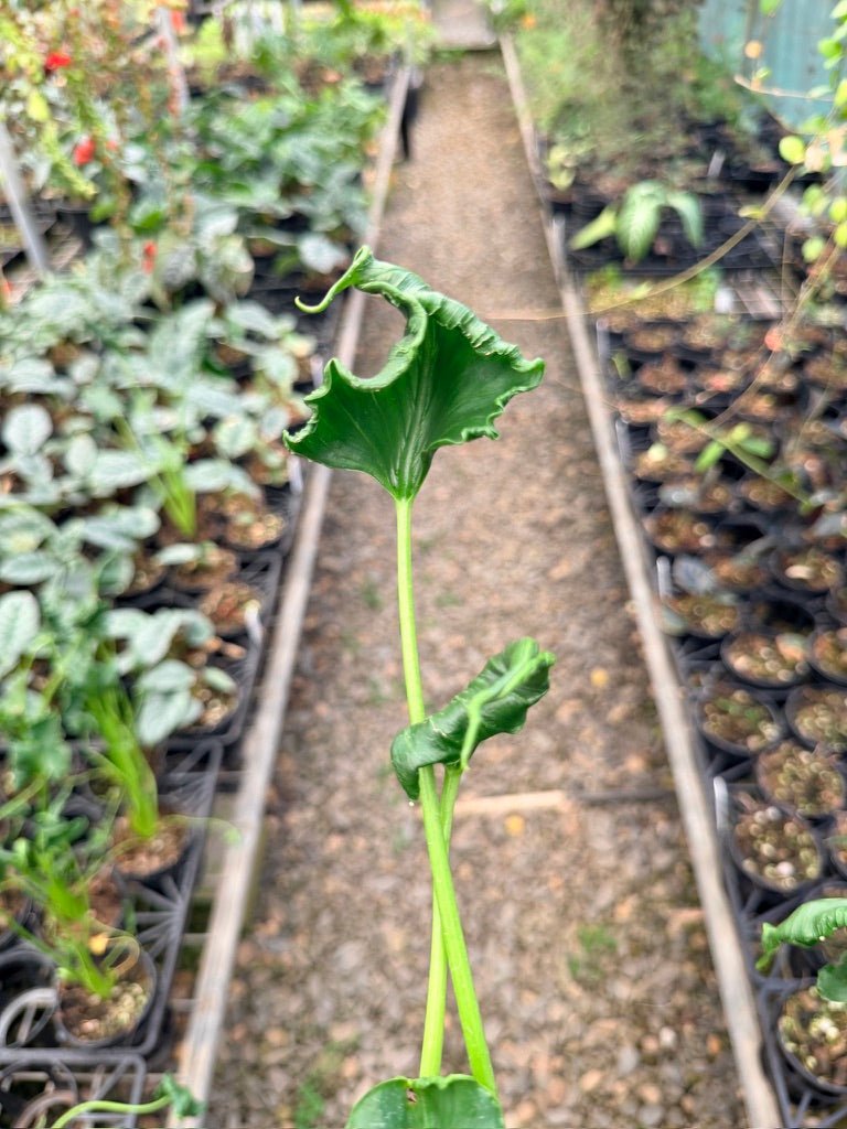 Handpicked 160 - Alocasia Triangularis | Uprooted