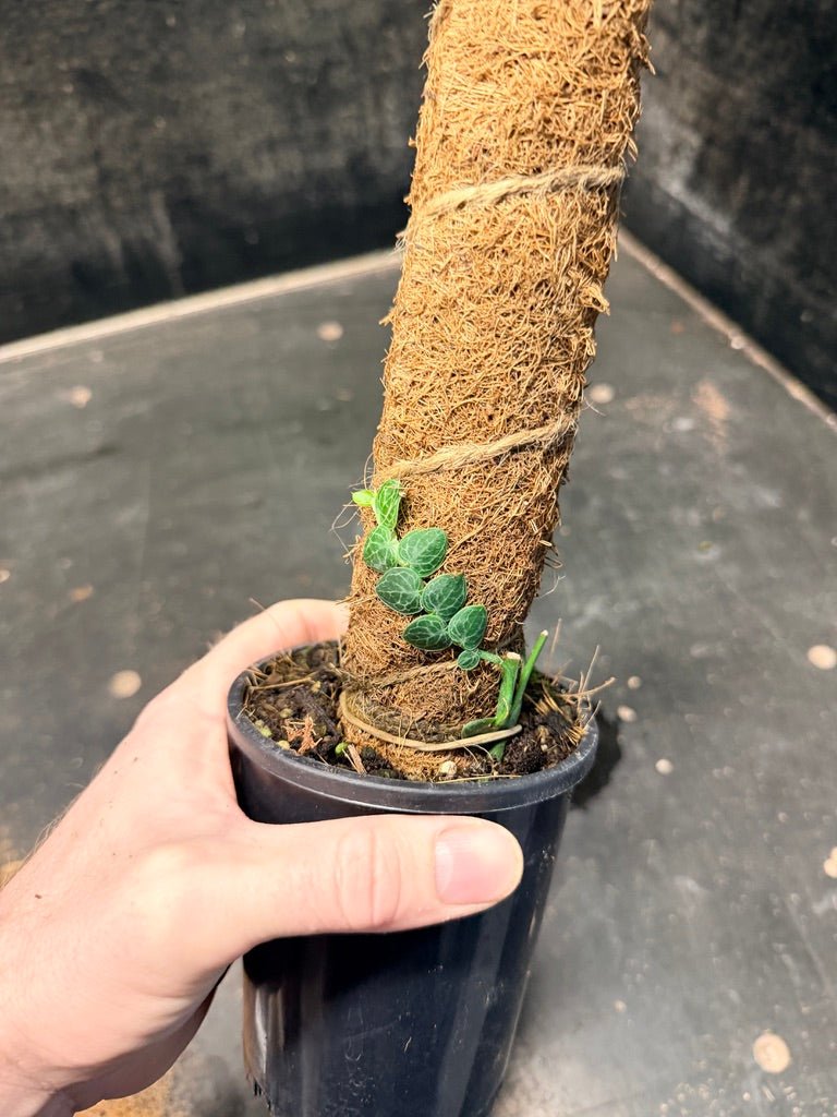 Handpicked 160 - Rhaphidophora Cryptantha Totem | Uprooted
