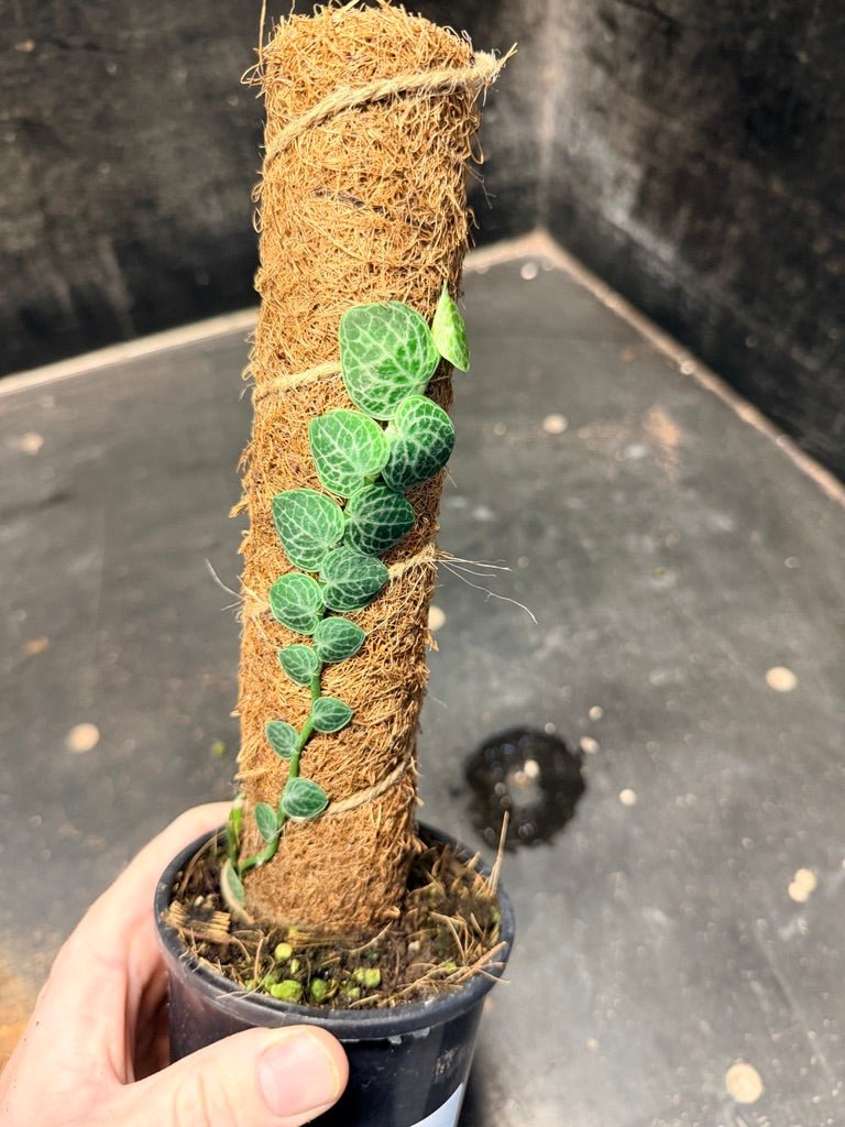Handpicked 160 - Rhaphidophora Cryptantha Totem | Uprooted