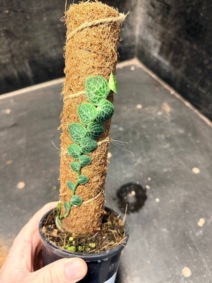 Handpicked 160 - Rhaphidophora Cryptantha Totem | Uprooted