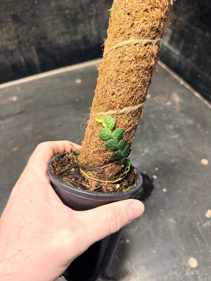 Handpicked 160 - Rhaphidophora Cryptantha Totem | Uprooted