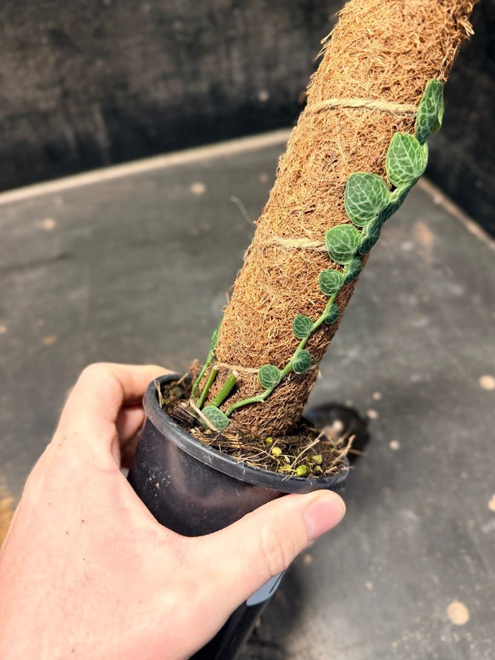 Handpicked 160 - Rhaphidophora Cryptantha Totem | Uprooted