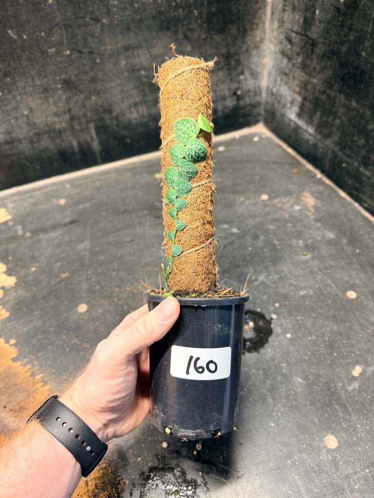 Handpicked 160 - Rhaphidophora Cryptantha Totem | Uprooted