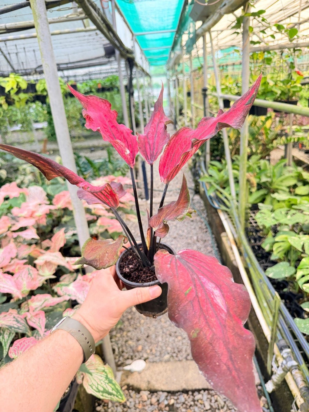 Handpicked 161 - Caladium Bicolor NOID | Uprooted