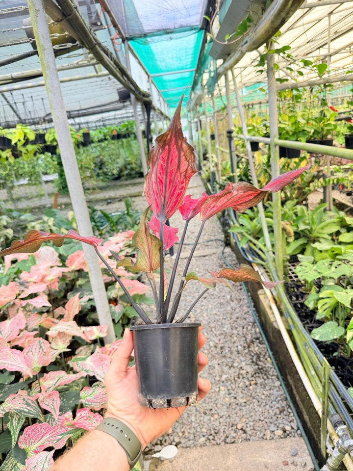 Handpicked 161 - Caladium Bicolor NOID | Uprooted