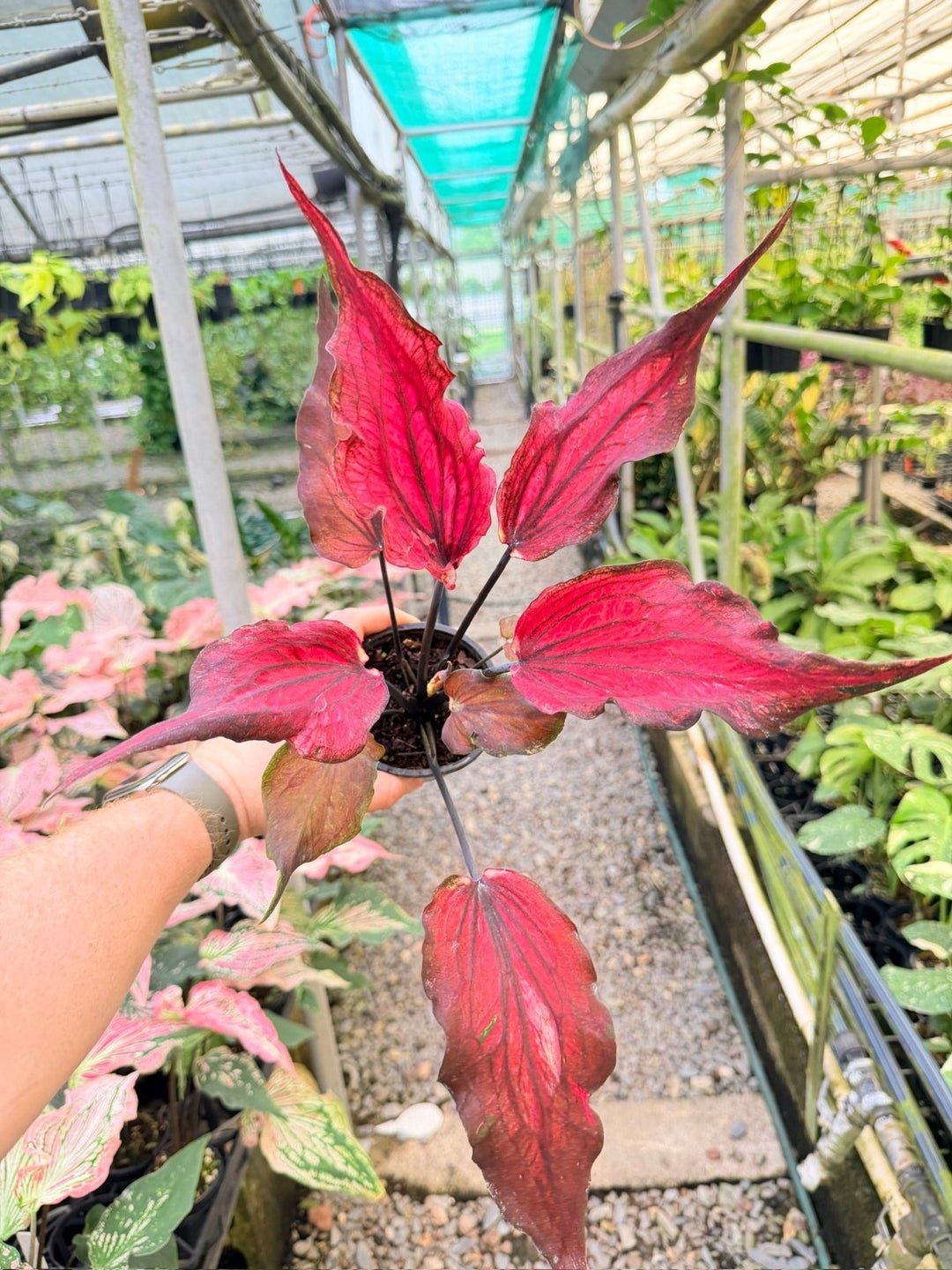 Handpicked 161 - Caladium Bicolor NOID | Uprooted