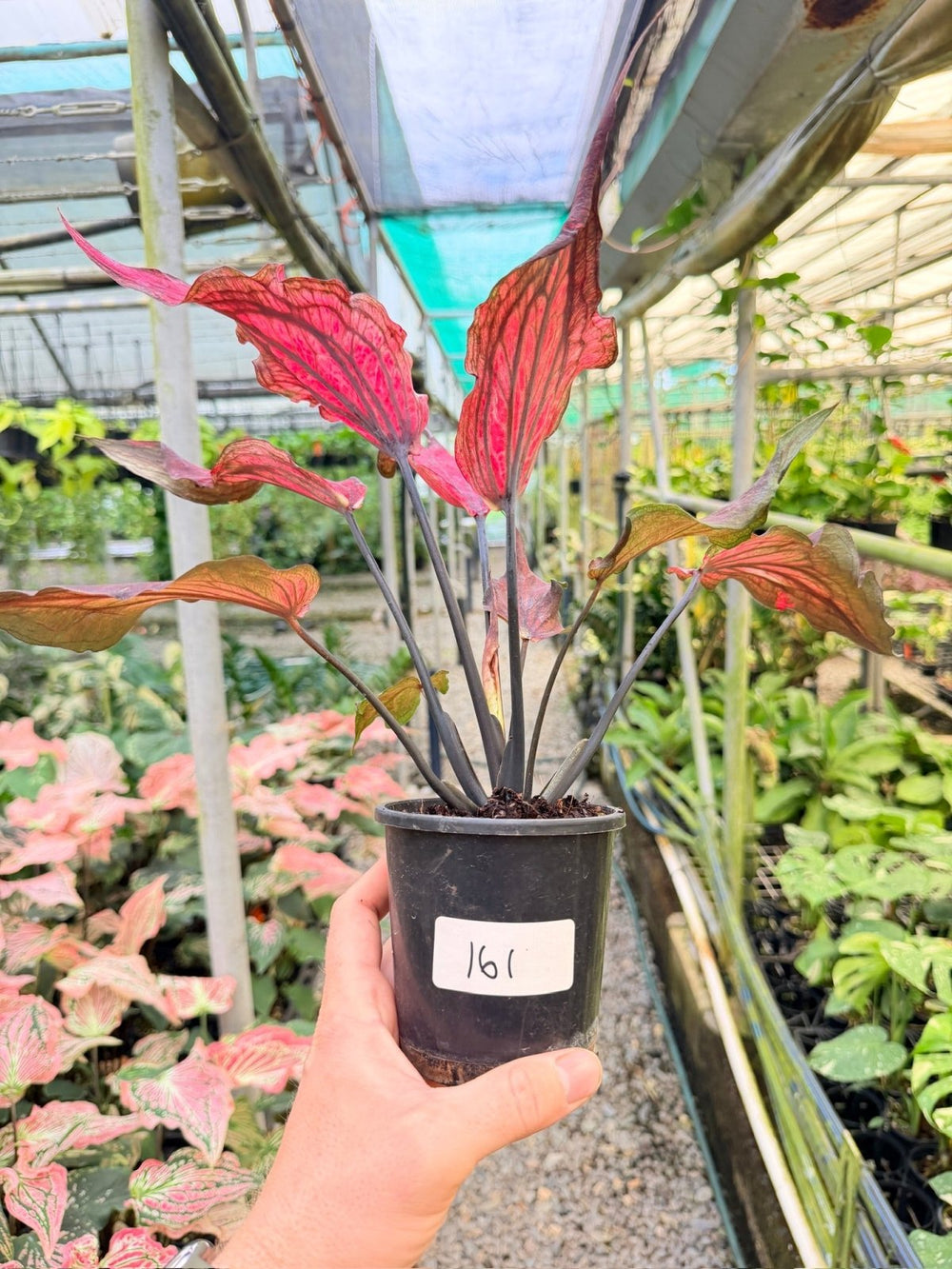 Handpicked 161 - Caladium Bicolor NOID | Uprooted