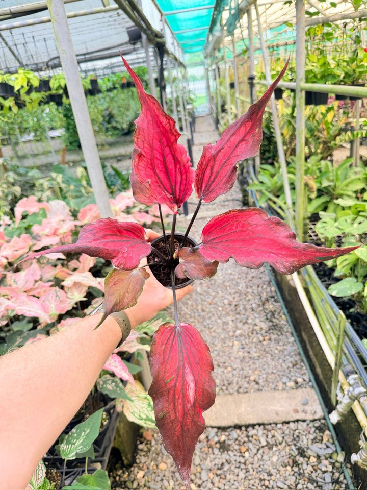 Handpicked 161 - Caladium Bicolor NOID | Uprooted