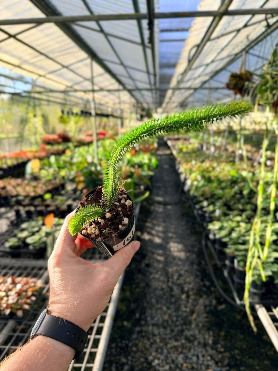 Handpicked 161 - Phlegmariurus [Huperzia] Squarrosa - Borneo Tight Stem Water Tassel Fern | Uprooted