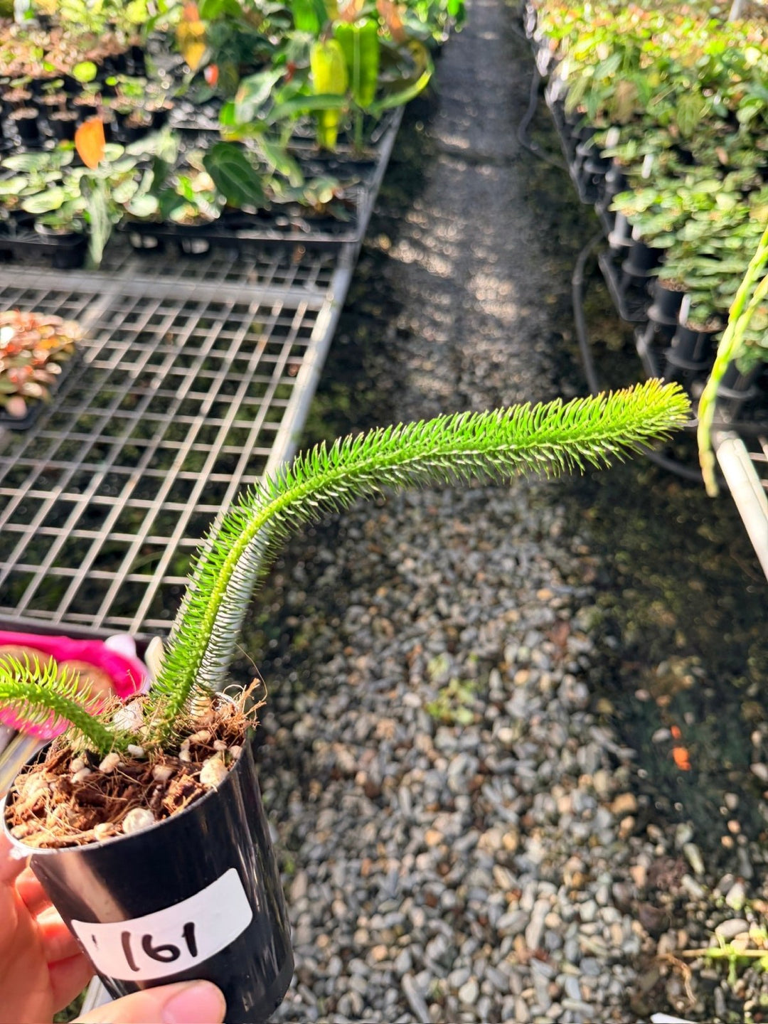 Handpicked 161 - Phlegmariurus [Huperzia] Squarrosa - Borneo Tight Stem Water Tassel Fern | Uprooted