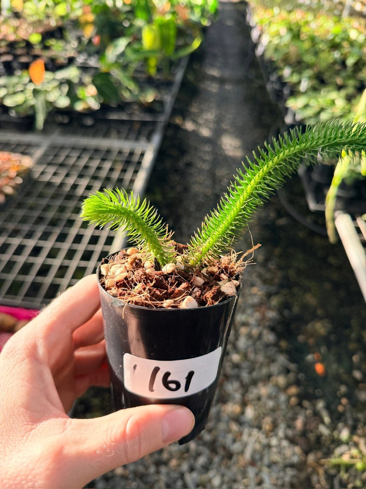 Handpicked 161 - Phlegmariurus [Huperzia] Squarrosa - Borneo Tight Stem Water Tassel Fern | Uprooted