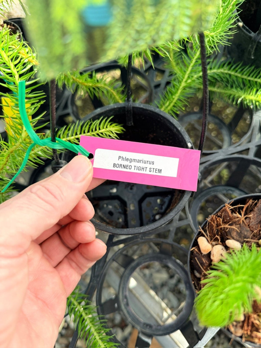 Handpicked 161 - Phlegmariurus [Huperzia] Squarrosa - Borneo Tight Stem Water Tassel Fern | Uprooted