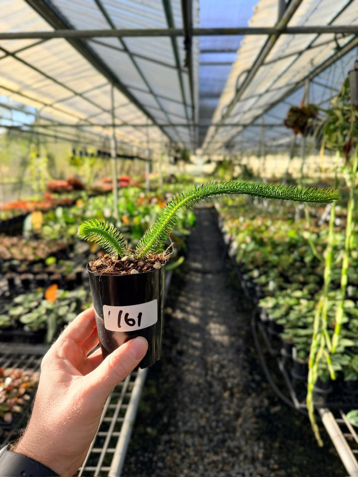 Handpicked 161 - Phlegmariurus [Huperzia] Squarrosa - Borneo Tight Stem Water Tassel Fern | Uprooted