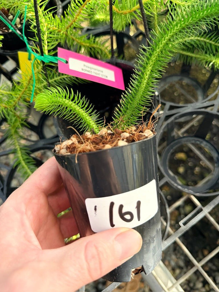 Handpicked 161 - Phlegmariurus [Huperzia] Squarrosa - Borneo Tight Stem Water Tassel Fern | Uprooted