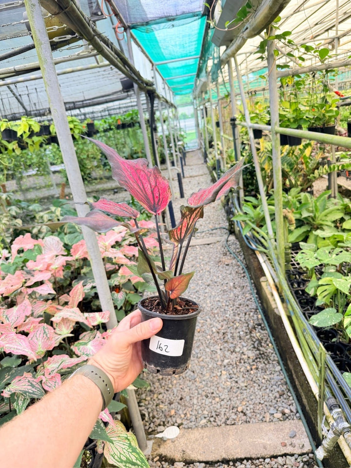 Handpicked 162 - Caladium Bicolor NOID | Uprooted