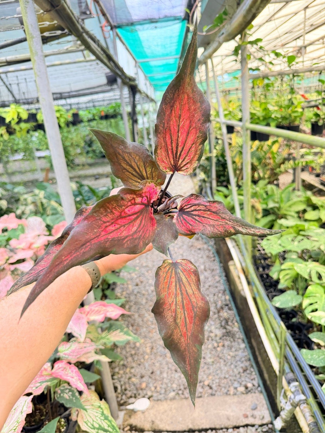Handpicked 162 - Caladium Bicolor NOID | Uprooted