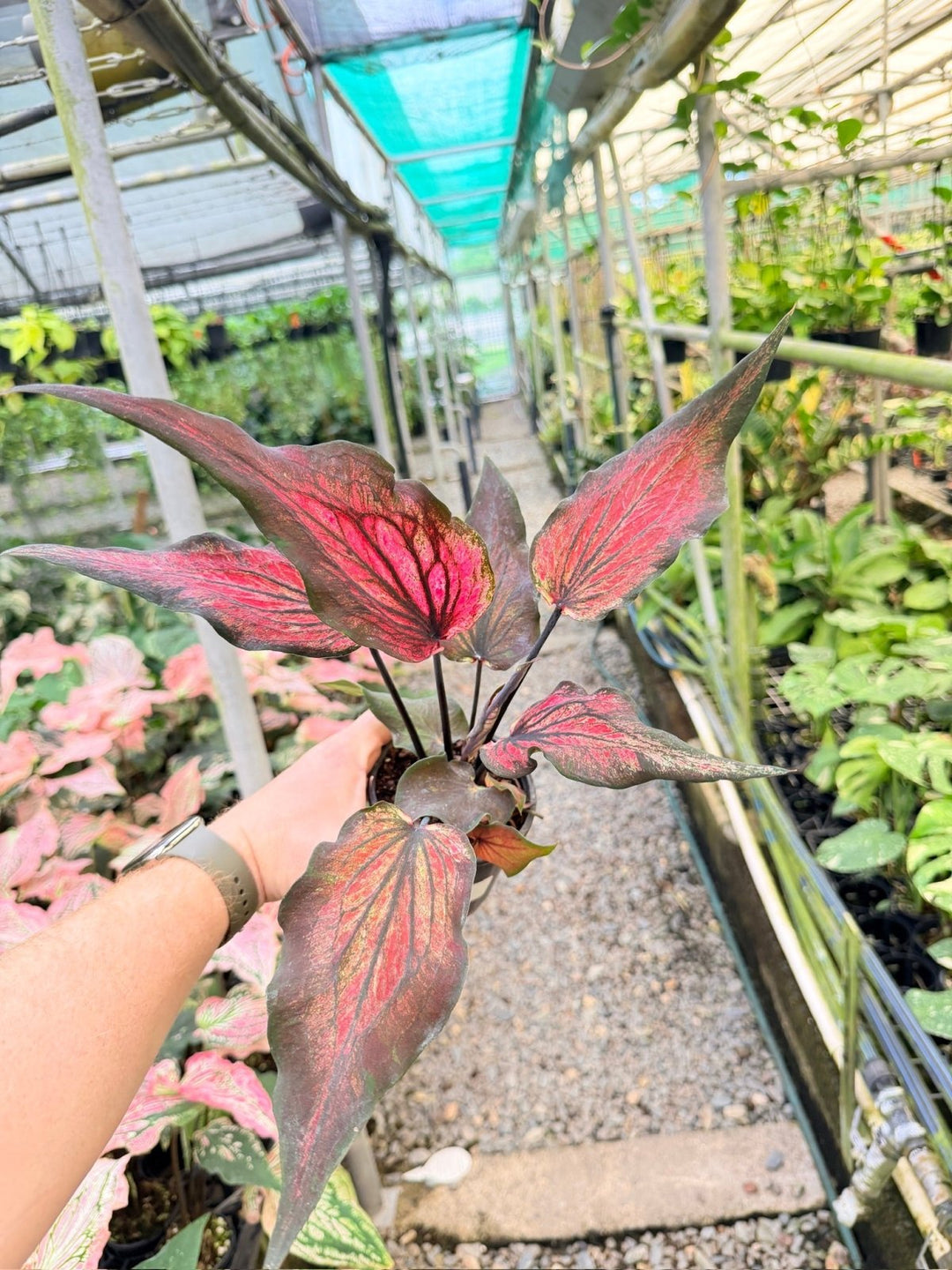 Handpicked 162 - Caladium Bicolor NOID | Uprooted