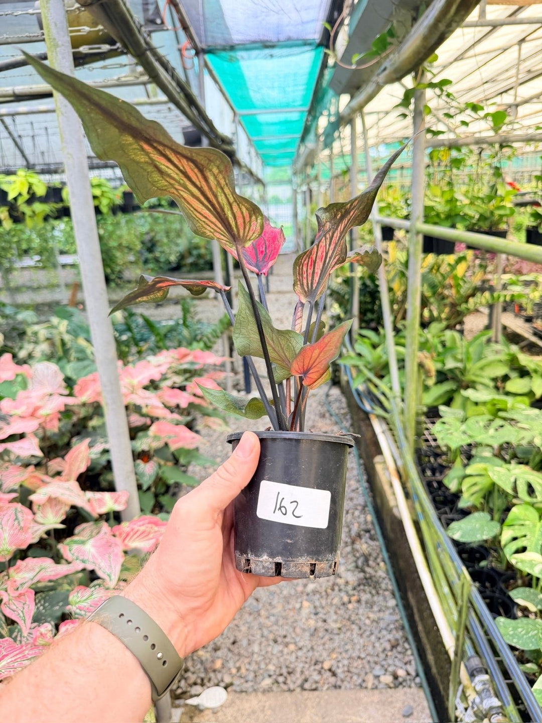 Handpicked 162 - Caladium Bicolor NOID | Uprooted