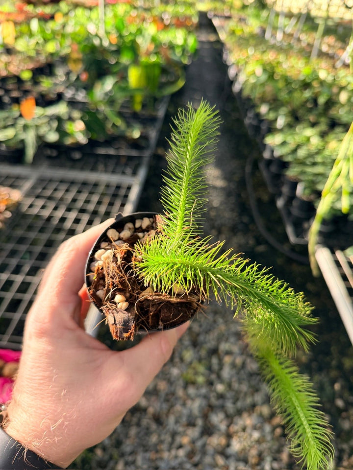 Handpicked 162 - Phlegmariurus Multifarius - Borneo Soft Water/Rock Tassel Fern - Long stem | Uprooted