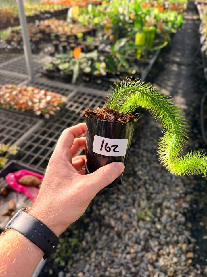 Handpicked 162 - Phlegmariurus Multifarius - Borneo Soft Water/Rock Tassel Fern - Long stem | Uprooted