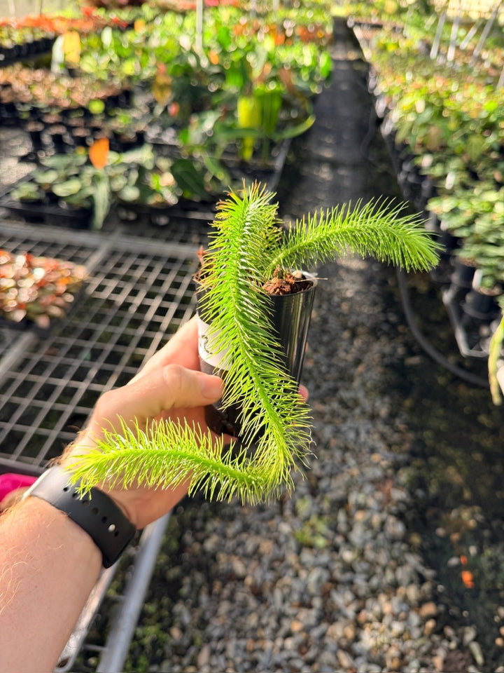 Handpicked 162 - Phlegmariurus Multifarius - Borneo Soft Water/Rock Tassel Fern - Long stem | Uprooted