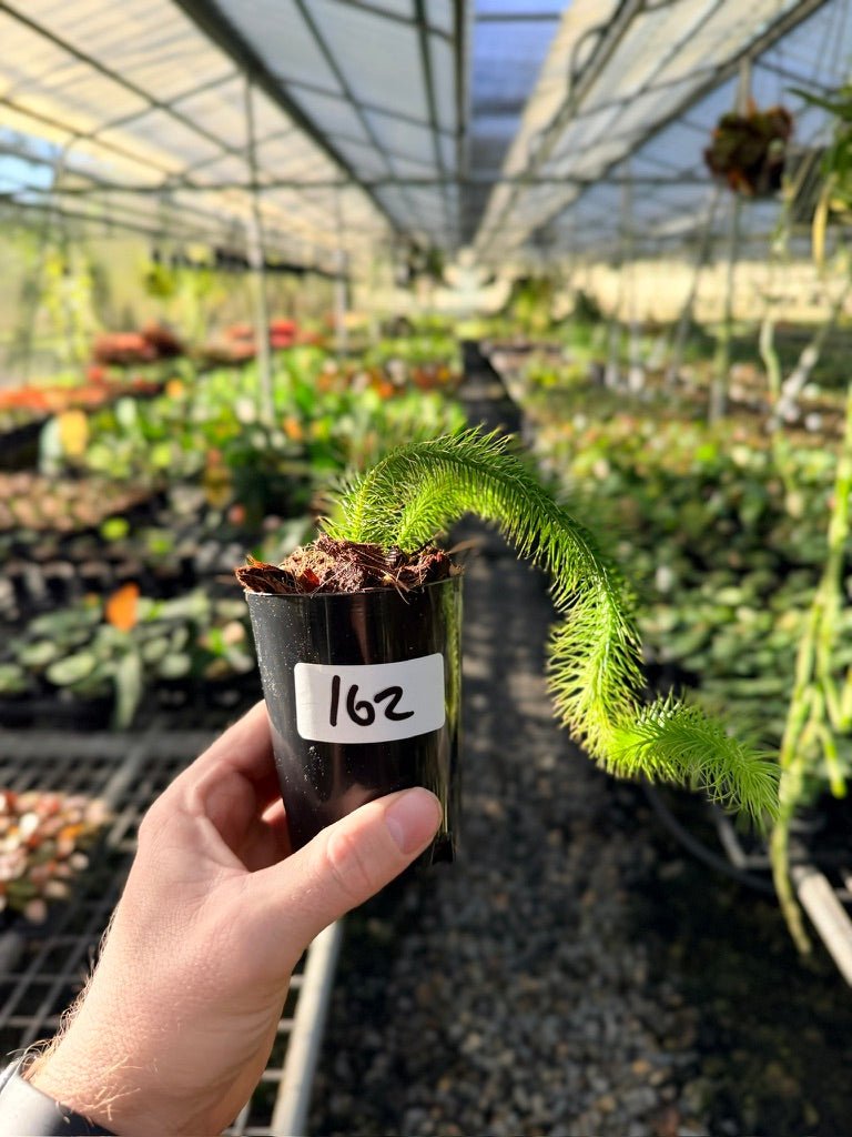 Handpicked 162 - Phlegmariurus Multifarius - Borneo Soft Water/Rock Tassel Fern - Long stem | Uprooted