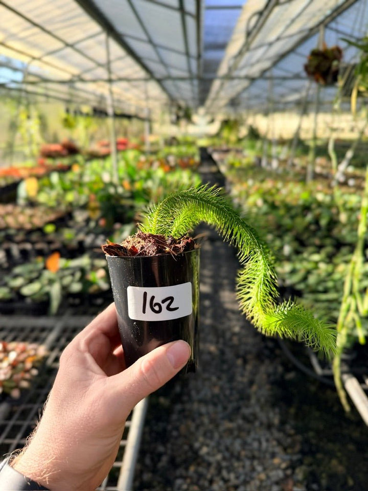 Handpicked 162 - Phlegmariurus Multifarius - Borneo Soft Water/Rock Tassel Fern - Long stem | Uprooted