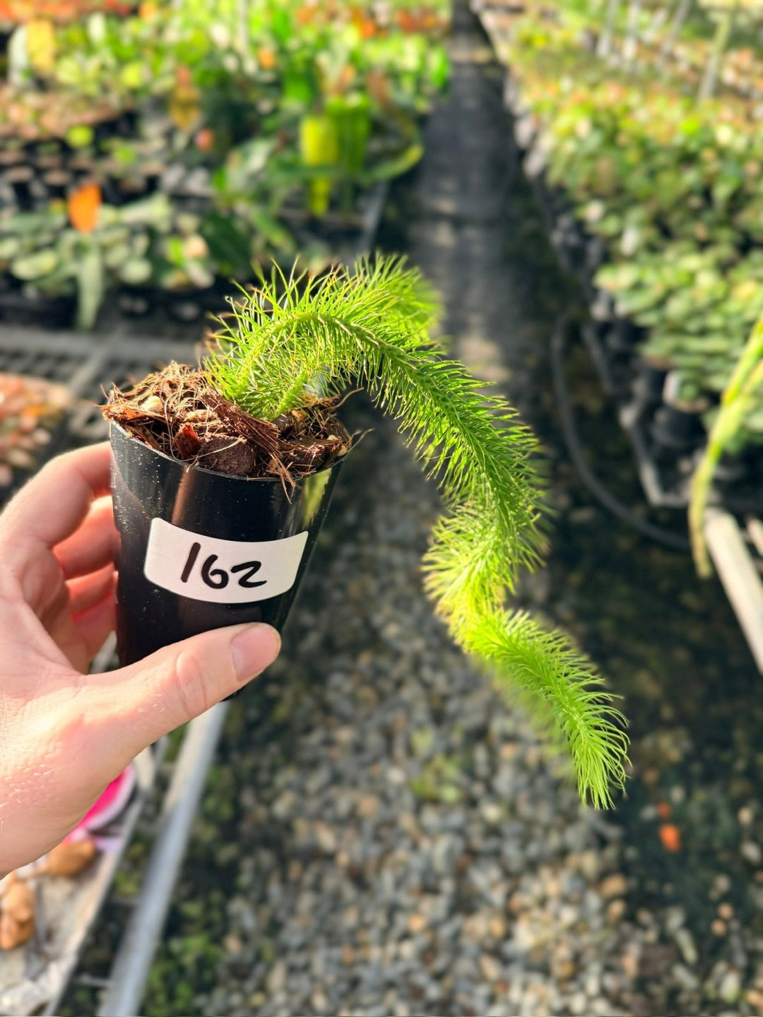 Handpicked 162 - Phlegmariurus Multifarius - Borneo Soft Water/Rock Tassel Fern - Long stem | Uprooted