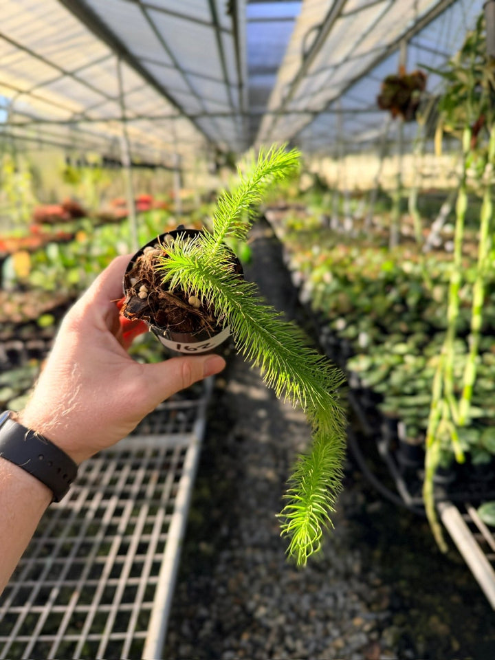 Handpicked 162 - Phlegmariurus Multifarius - Borneo Soft Water/Rock Tassel Fern - Long stem | Uprooted
