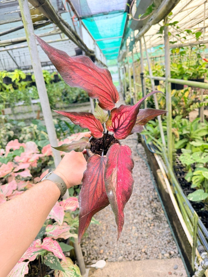 Handpicked 163 - Caladium Bicolor NOID | Uprooted