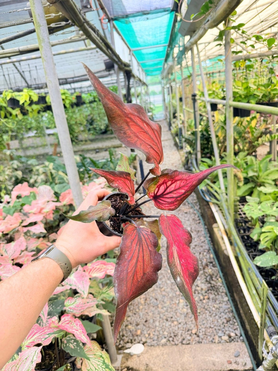 Handpicked 163 - Caladium Bicolor NOID | Uprooted