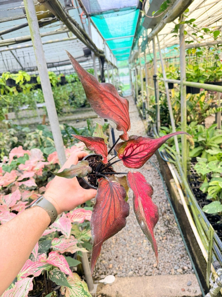 Handpicked 163 - Caladium Bicolor NOID | Uprooted