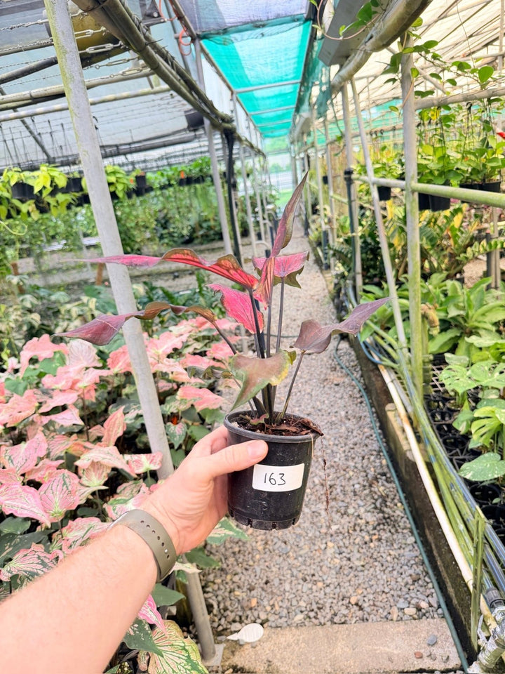 Handpicked 163 - Caladium Bicolor NOID | Uprooted
