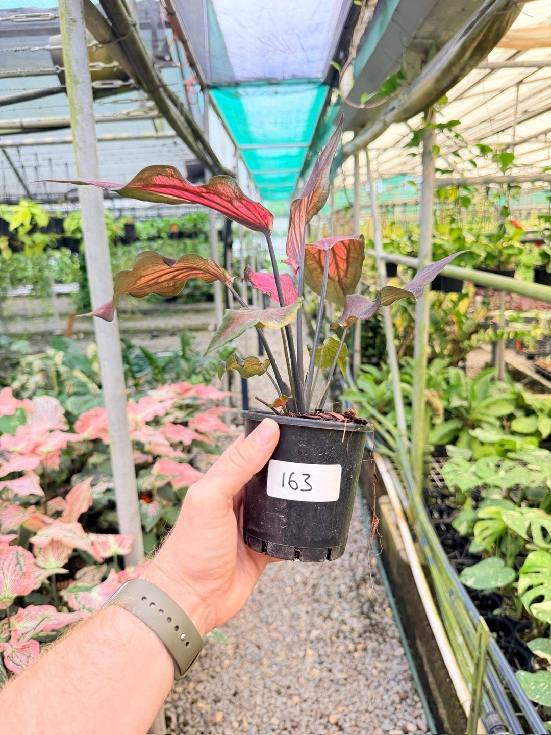 Handpicked 163 - Caladium Bicolor NOID | Uprooted