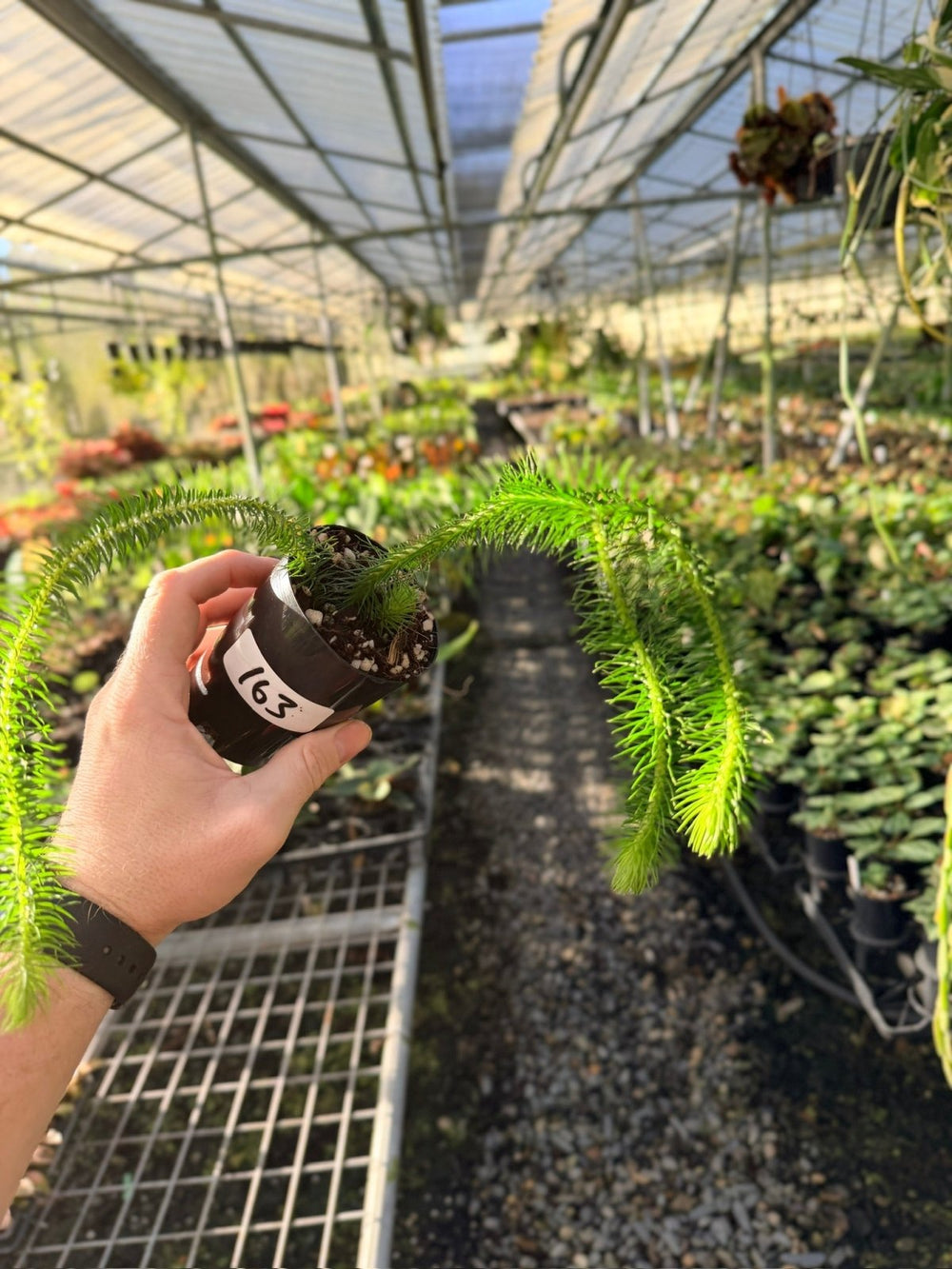 Handpicked 163 - Phlegmariurus Squarrosus [Huperzia Squarrosa] - Indonesian Long Stem Tassel Fern | Uprooted