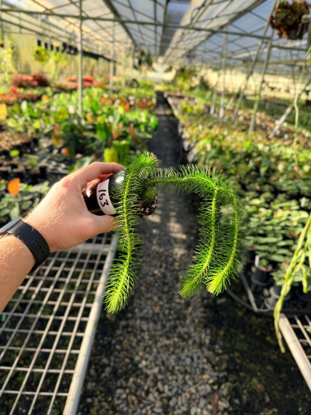 Handpicked 163 - Phlegmariurus Squarrosus [Huperzia Squarrosa] - Indonesian Long Stem Tassel Fern | Uprooted