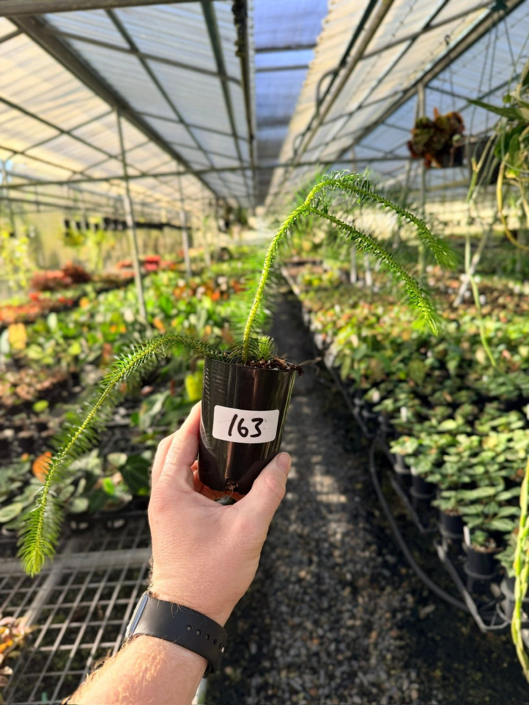 Handpicked 163 - Phlegmariurus Squarrosus [Huperzia Squarrosa] - Indonesian Long Stem Tassel Fern | Uprooted