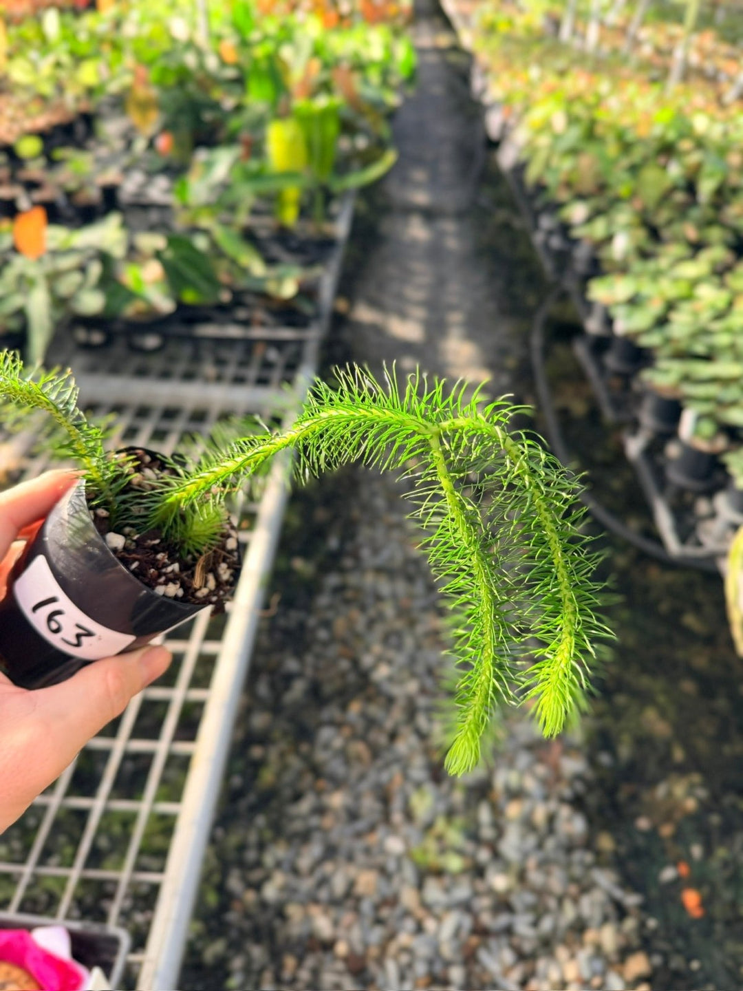 Handpicked 163 - Phlegmariurus Squarrosus [Huperzia Squarrosa] - Indonesian Long Stem Tassel Fern | Uprooted