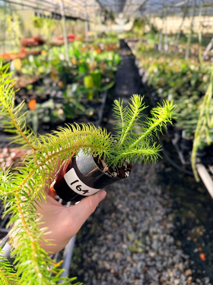 Handpicked 164 - Phlegmariurus Squarrosus [Huperzia Squarrosa] - QLD Coarse Water Tassel Fern | Uprooted