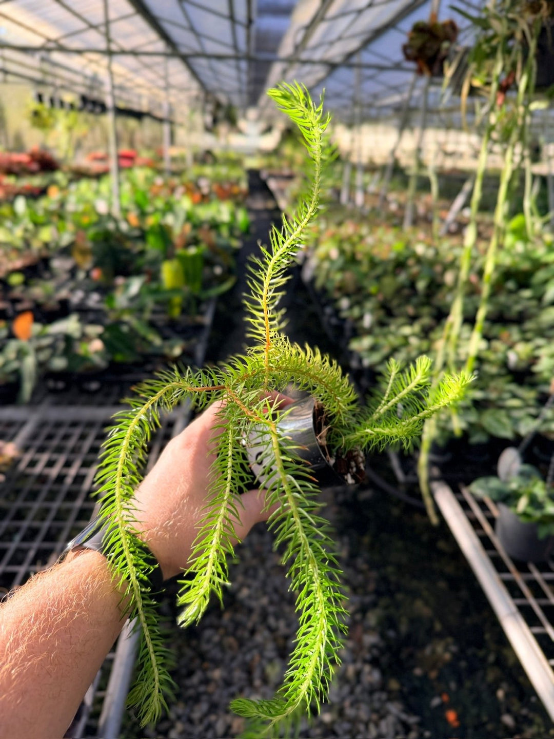 Handpicked 164 - Phlegmariurus Squarrosus [Huperzia Squarrosa] - QLD Coarse Water Tassel Fern | Uprooted